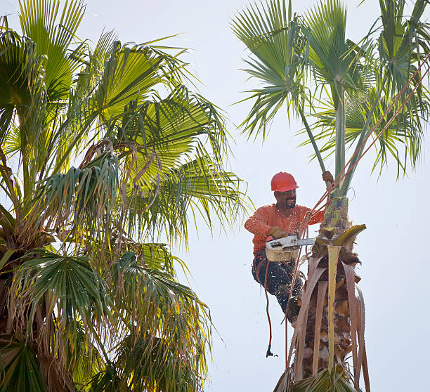 Residential Tree Removal in Mineral Springs, NC